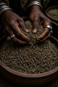 Hyssop